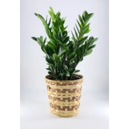ZZ Plant Zanzibar