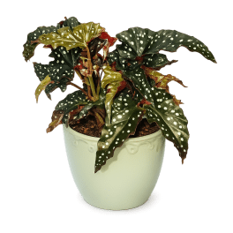 Polka Dot Begonia Plant