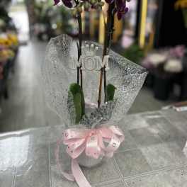 PHALAENOPSIS ORCHID