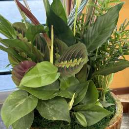 Dish Garden Medium
