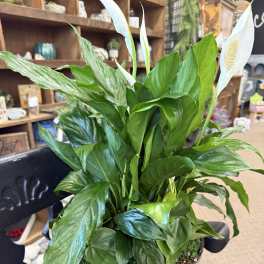 Combination Planter