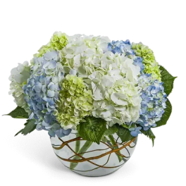 Modern Hydrangea