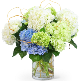 Hello, Hydrangea
