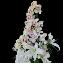 Orchid Grace