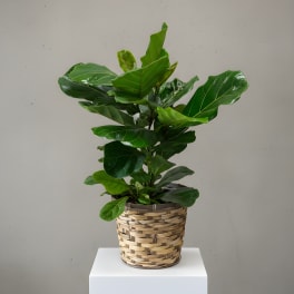 Potted green plant in a woven basket planter