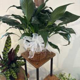Peace Lily With Basket Pot Cover - Large