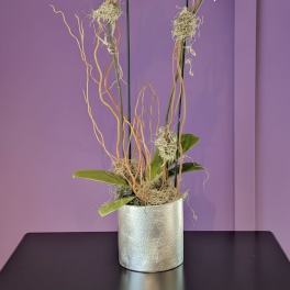 The Classic Orchid