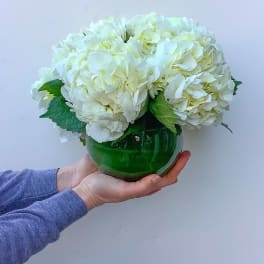 Simply Hydrangea
