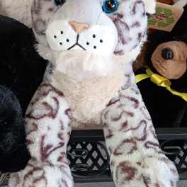 Blue Eyed Leopard