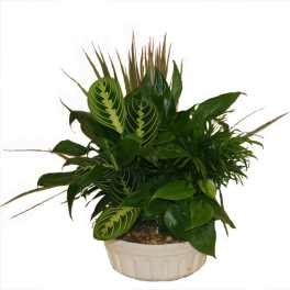 Potted green houseplant arrangement in a white ceramic planter