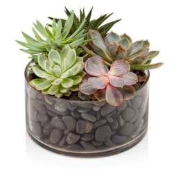 SUCCULENTS