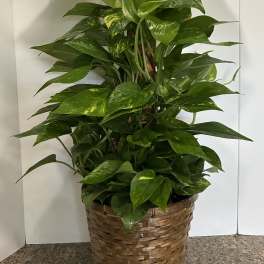 Golden Pothos Plant