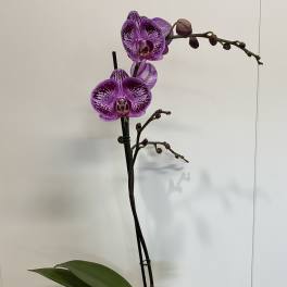 Dark Purple Orchid Plant
