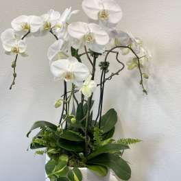 Refined Elegance