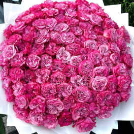 Pink heaven