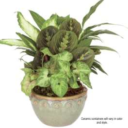 Mixed green houseplants with patterned foliage in a round green ceramic bowl