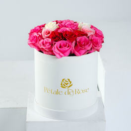 Large Pink Cream Large Velvet