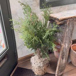 Mini Living Tree