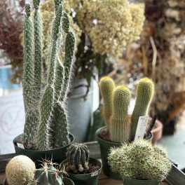 Cactus Plant