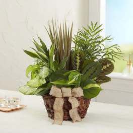 Classic Dish Garden