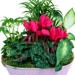 European Dish Garden