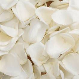 Close-up of white rose petals filling the frame