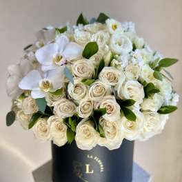 White Elegance