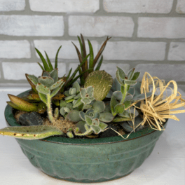 Succulent Dish Garden