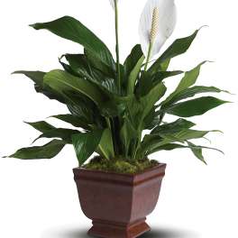 Potted peace lily plant with two white blooms
