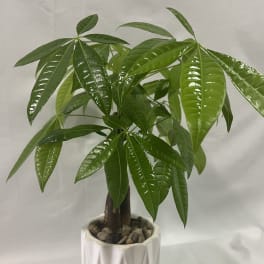 Money Tree by Unique K Floral Studio
