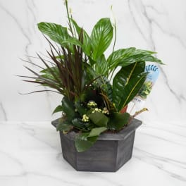 Dish Garden-4