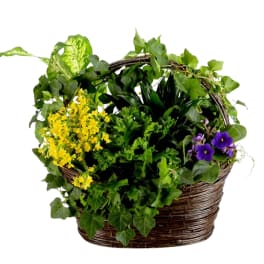 Thinking of You by BloomNation™ Dish Garden