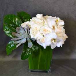 White Cotton