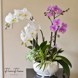 Blooming Fortune
