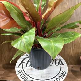 Philodendron Prince of Orange
