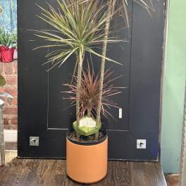Dracaena Colorama
