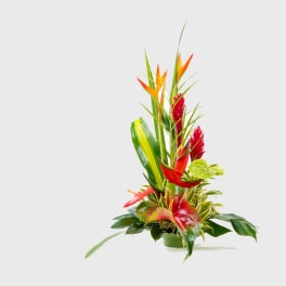 Tropical beauty