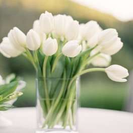 20 Tulips
