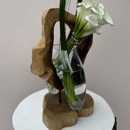Echos of Lily