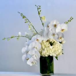 WHITE LOTUS