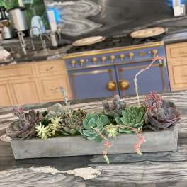 Organically Succulent