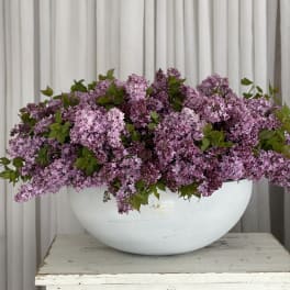 Lilac lover