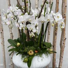 Passover Orchids