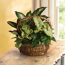Basket of assorted green houseplants on a wooden table