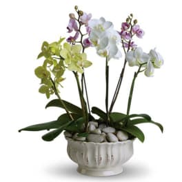 Potted orchids in white, green, and purple blooms in a ceramic planter