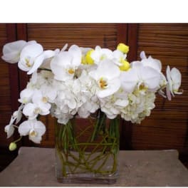 White orchids arranged in a clear glass vase