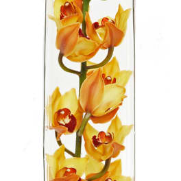 Modern Orchids