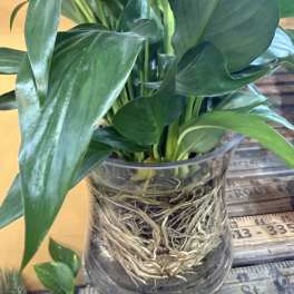 Peace Lily in Water