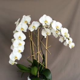 White orchids in a white textured pot