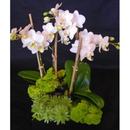 White orchids arranged with green moss in a low container